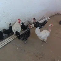 مرغ و خروس محلی خزک