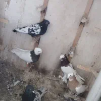 کبوتر|پرنده|شیراز, شهرک ایثار|دیوار