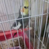 عروس هلندی