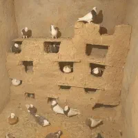 حرف ندارن 20عدد فقط به خاطر دون میفروشم230هزار تن|پرنده|جغتای, |دیوار