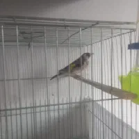 سهره|پرنده|تبریز, |دیوار