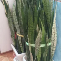 سانسوریاگلدان پر و پر از پاجوش