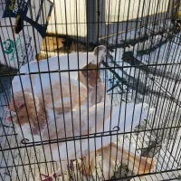 کبوتر درجه یک زدو خوردی