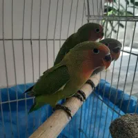 ۳ عدد طوطی برزیلی