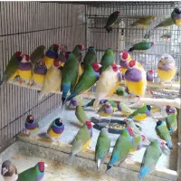 فنچ گلدین|پرنده|کرمان, |دیوار