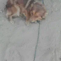 سگ خارجی
