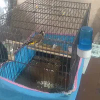 سره و قناره|پرنده|فردیس, شهرک شهید حسینی|دیوار