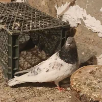 کبوتر گو باش