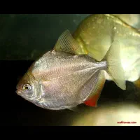 ماهی سیلور دالر