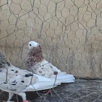 کبوتر هما پرشی|پرنده|تهران, انبار نفت|دیوار