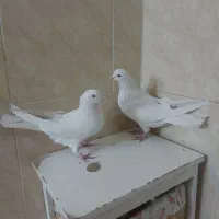 نرماد سفید|پرنده|خمینی‌شهر, |دیوار