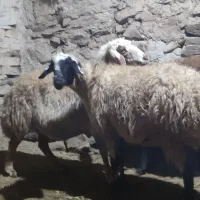 چهار راس گوسفند جوان مایه کرده