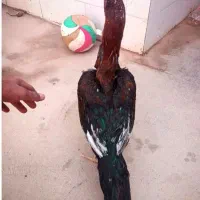 خروس مرغ لاری