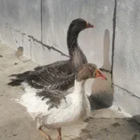 غاز|حیوانات مزرعه|باغ بهادران, |دیوار