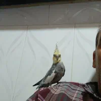 عروس هلندی هشت ماهه نر|پرنده|دوگنبدان, |دیوار