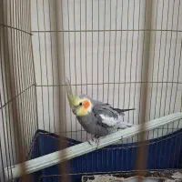 جفت عروس مولد|پرنده|ری, شهادت|دیوار