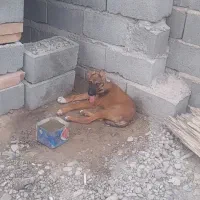 توله سگـ سرابی