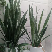 گل سانسوریا دوعدد