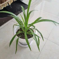گل و گیاه|گل و گیاه طبیعی|شیراز, احمدی جنوبی|دیوار