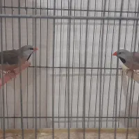 فنچ کرباتی رنگ خاص