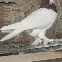 طوقی موش پا گمشده