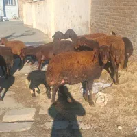 9راس میش وبره افشاری قزل