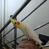 عروس هلندی