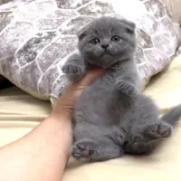 اسکاتیش بریتیش