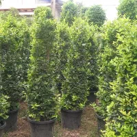 گل و گیاه اسکندری