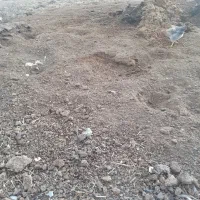 کود دامی گاو|خدمات باغبانی و درختکاری|پارس‌آباد, |دیوار