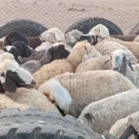 میش دوبهر فروشی ومیش افشار