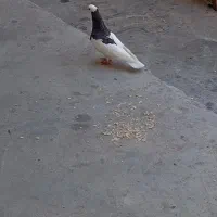 یک جفت کبوتر