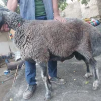 بره قوچ عشقی