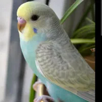 مرغ عشق پیدا کردم