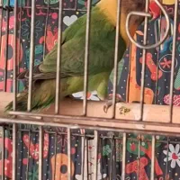 طوطی کوتوله یقه زرد ماده