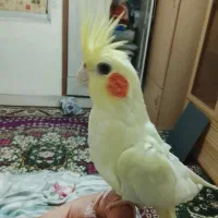 عروس هلندی ناز