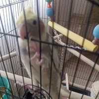 عروس هلندی|پرنده|محمدشهر, محمدشهر|دیوار