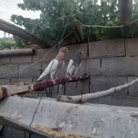 کبوتر
