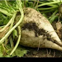 چغندر درجه یک