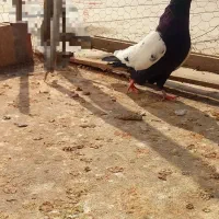 کبوتر