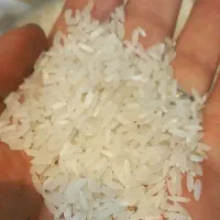 برنج محسن (بازرگانی شتایی)|خوردنی و آشامیدنی|کرج, حصارک بالا|دیوار