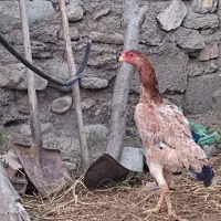 مرغ لاری|حیوانات مزرعه|رامیان, |دیوار