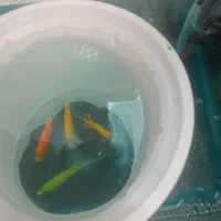 اکواریوم|ماهی|مرند, |دیوار