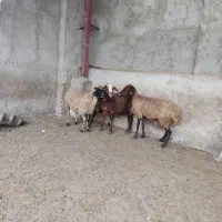 ۴عدد گوسفند جوان چاق