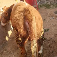گاو گوساله افتاده نقد در محل ۲۴ساعته|حیوانات مزرعه|سجاس رود, |دیوار