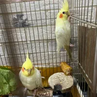 عروس بالغ و جوجه|پرنده|قزوین, |دیوار