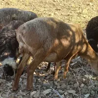 میش|حیوانات مزرعه|چیتاب, |دیوار