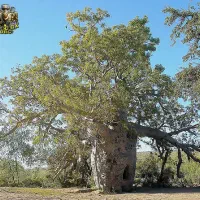 اجاره سنده ملکی