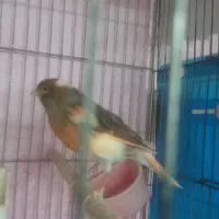 قناری|پرنده|هشتگرد, شهرک پامچال|دیوار