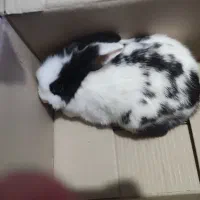 خرگوش لپ|موش و خرگوش|سنندج, |دیوار